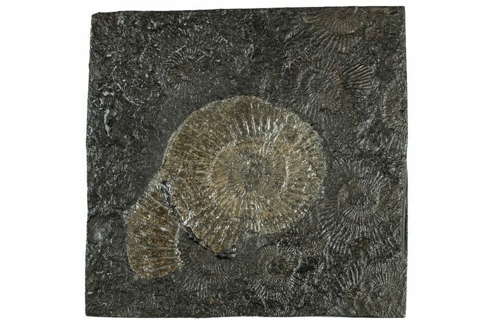 Dactylioceras Ammonite Fossil - Posidonia Shale, Germany #304977